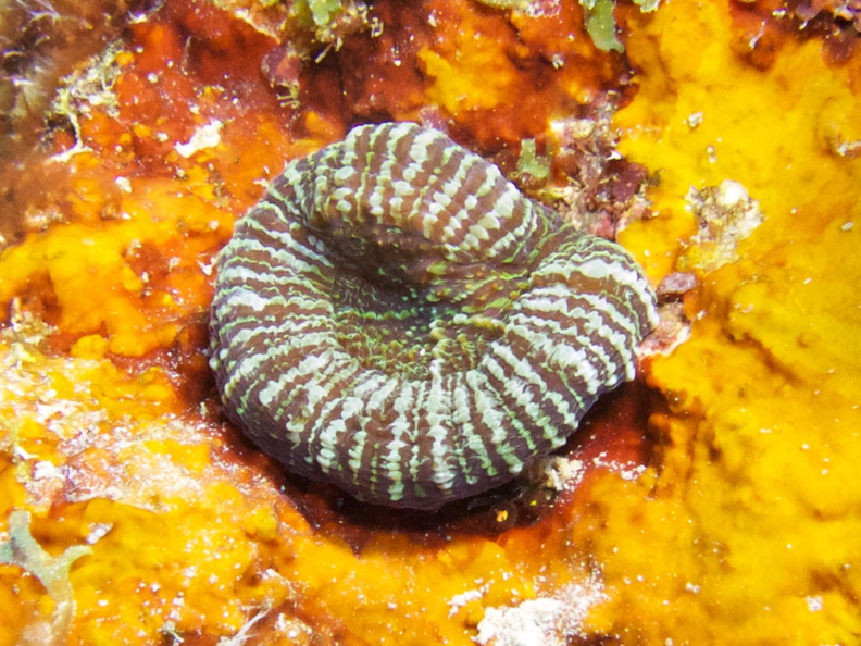 Atlantic Mushroom Coral IMG_7318.jpg